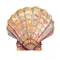 Lion's Paw Shell Painting by Amy Kirkpatrick Lion's Paw Shell Painting by Amy Kirkpatrick