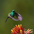 Little Hedgehopper Photograph by Heiko Koehrer-Wagner Little Hedgehopper Photograph by Heiko Koehrer-Wagner