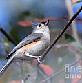 Little Tufted Titmouse Photograph by Kathy Baccari Little Tufted Titmouse Photograph by Kathy Baccari