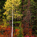 Lone Aspen in Fall Photograph by Chad Dutson Lone Aspen in Fall Photograph by Chad Dutson