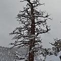 Sentinel by Christine Owens