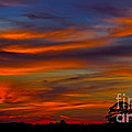 Lonesome Tree by Dave Bosse