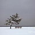 Lonesome Winter by Karol Livote Lonesome Winter by Karol Livote