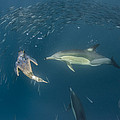 Long-beaked Common Dolphins And Cape by Pete Oxford Long-beaked Common Dolphins And Cape by Pete Oxford