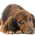 Long-haired Dachshund Photograph by Jean-Michel Labat Long-haired Dachshund Photograph by Jean-Michel Labat