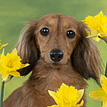 Long-haired Dachshund Photograph by John Daniels Long-haired Dachshund Photograph by John Daniels