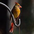 Looking For My Man Bird Photograph by Robert L Jackson Looking For My Man Bird Photograph by Robert L Jackson