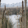 Looking through the Reeds Photograph by Spikey Mouse Photography Looking through the Reeds Photograph by Spikey Mouse Photography