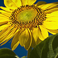 Looking up at a Sunflower Photograph by Onyonet Photo Studios Looking up at a Sunflower Photograph by Onyonet Photo Studios