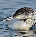 Loon Photograph by Kathy Baccari Loon Photograph by Kathy Baccari