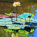 Lotus Above the Lily Pads by John Lautermilch Lotus Above the Lily Pads by John Lautermilch