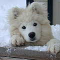 Loving The Snow by Shane Bechler Loving The Snow by Shane Bechler