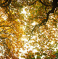 Low Angle View Of Autumn Trees by Panoramic Images Low Angle View Of Autumn Trees by Panoramic Images