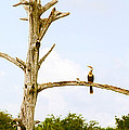 Low Angle View Of Cormorants by Panoramic Images Low Angle View Of Cormorants by Panoramic Images