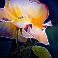 Loy's Rose by Francine Dufour Jones