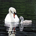 Lunchtime for Swan and Cygnet Photograph by Rona Black Lunchtime for Swan and Cygnet Photograph by Rona Black