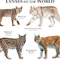 Lynx Of The World by Roger Hall Lynx Of The World by Roger Hall