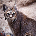 Lynx Portait 1 Photograph by Kae Cheatham Lynx Portait 1 Photograph by Kae Cheatham