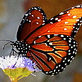 Macro Butterfly by Kristina Deane Macro Butterfly by Kristina Deane