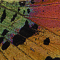 Madagascan Sunset Moth Wing Detail Photograph by Thomas Marent Madagascan Sunset Moth Wing Detail Photograph by Thomas Marent