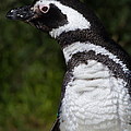 Magellanic Penguin 7d9070 by Wingsdomain Art and Photography Magellanic Penguin 7d9070 by Wingsdomain Art and Photography