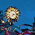 Magical Garden 6 by Leo Symon