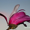 Magnolia Blossom in the Sunset Photograph by Amanda Mohler Magnolia Blossom in the Sunset Photograph by Amanda Mohler