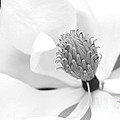 Magnolia Flower Macro by Sabrina L Ryan Magnolia Flower Macro by Sabrina L Ryan