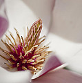 Magnolia Photograph by Steven Ralser Magnolia Photograph by Steven Ralser