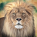 Majestic King Photograph by Everet Regal Majestic King Photograph by Everet Regal