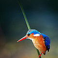 Malachite Kingfisher Photograph by Johan Swanepoel Malachite Kingfisher Photograph by Johan Swanepoel
