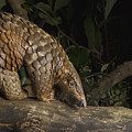 Malayan Pangolin Eating Ants Vietnam Photograph by Suzi Eszterhas Malayan Pangolin Eating Ants Vietnam Photograph by Suzi Eszterhas