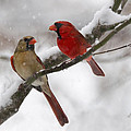Male and Female Cardinal Photograph by Ann Bridges Male and Female Cardinal Photograph by Ann Bridges