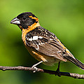 Male Black Headed Grosbeak in a Tree Photograph by Jeff Goulden Male Black Headed Grosbeak in a Tree Photograph by Jeff Goulden
