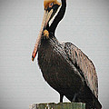 Male Brown Pelican Perching Photograph by Kathy Baccari Male Brown Pelican Perching Photograph by Kathy Baccari