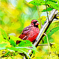 Male Cardinal - Artsy Photograph by Kerri Farley Male Cardinal - Artsy Photograph by Kerri Farley