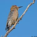 Male Gila Woodpecker Photograph by Jeff Goulden Male Gila Woodpecker Photograph by Jeff Goulden