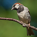 Male House Sparrow Perched in a Tree Photograph by Jeff Goulden Male House Sparrow Perched in a Tree Photograph by Jeff Goulden