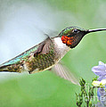 Male Hummingbird Hovering Over Lavender Lapspar Flowers Photograph by Kathy Baccari Male Hummingbird Hovering Over Lavender Lapspar Flowers Photograph by Kathy Baccari