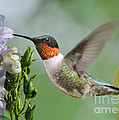 Male Hummingbird Photograph by Kathy Baccari Male Hummingbird Photograph by Kathy Baccari