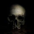 Male skull Photograph by Jaroslaw Blaminsky Male skull Photograph by Jaroslaw Blaminsky
