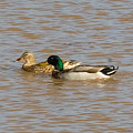 Mallard Ducks Photograph by Holden The Moment Mallard Ducks Photograph by Holden The Moment