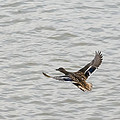 Mallard Hen in Flight Photograph by Holden The Moment Mallard Hen in Flight Photograph by Holden The Moment