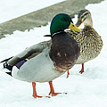 Mallards in the Snow Photograph by Holden The Moment Mallards in the Snow Photograph by Holden The Moment