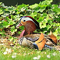 Mandarin Duck in the grass Photograph by Amanda Mohler Mandarin Duck in the grass Photograph by Amanda Mohler