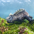 Marine Iguana Feeding On Algae Punta Photograph by Tui De Roy Marine Iguana Feeding On Algae Punta Photograph by Tui De Roy