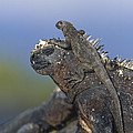 Marine Iguana Hatchling Basking Atop by Tui De Roy Marine Iguana Hatchling Basking Atop by Tui De Roy