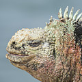 Marine Iguana Male In Breeding Colors Photograph by Tui De Roy Marine Iguana Male In Breeding Colors Photograph by Tui De Roy