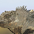 Marine Iguana Male Santa Cruz Island by Tui De Roy Marine Iguana Male Santa Cruz Island by Tui De Roy
