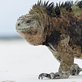 Marine Iguana Male Turtle Bay Santa Photograph by Tui De Roy Marine Iguana Male Turtle Bay Santa Photograph by Tui De Roy